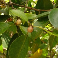 Ficus microcarpa L.f.